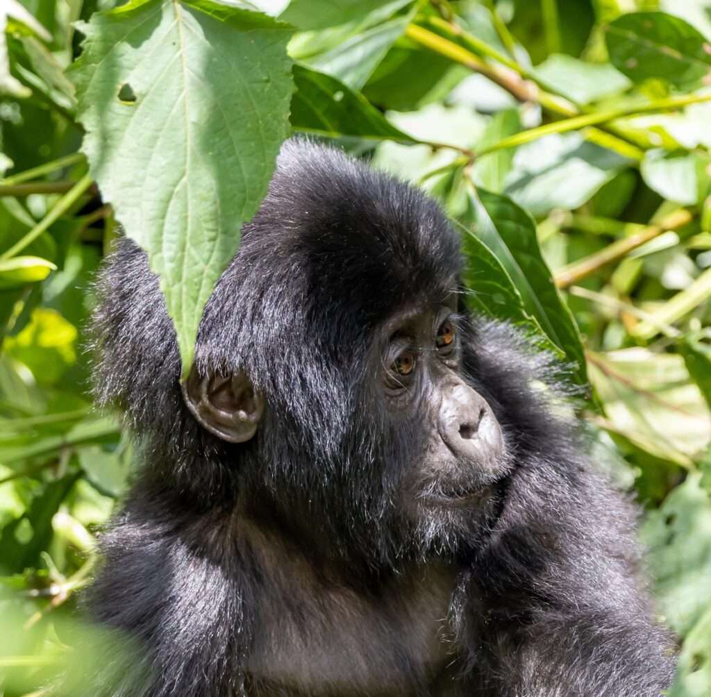 nray91-baby-gorilla-7708345_1920