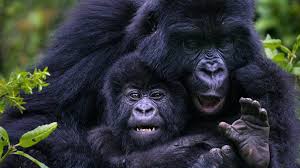baby gorilla