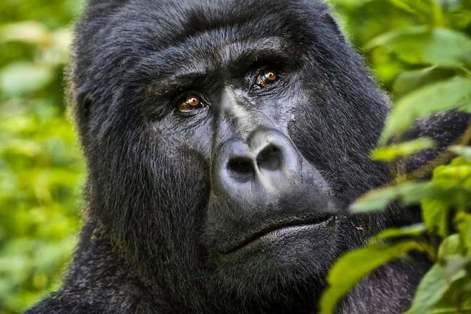 mountain gorilla trekking in uganda