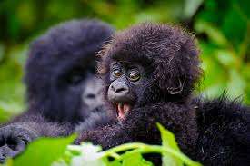 mother and baby gorilla