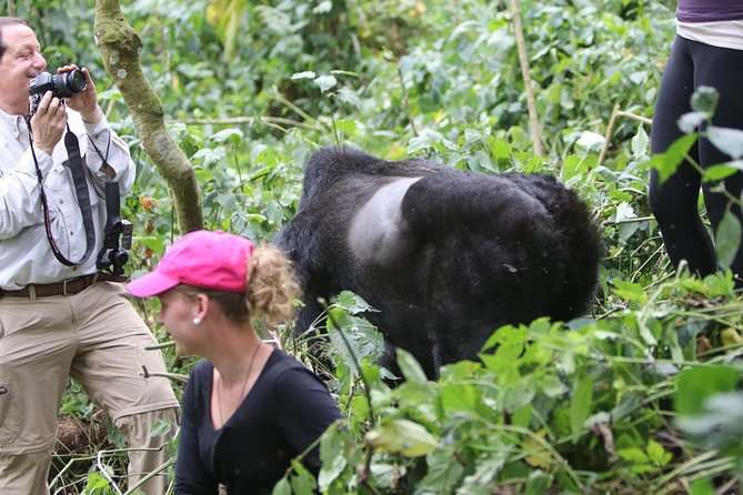 Gorilla Trekking