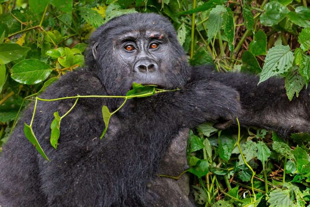 Uganda Gorilla Tour
