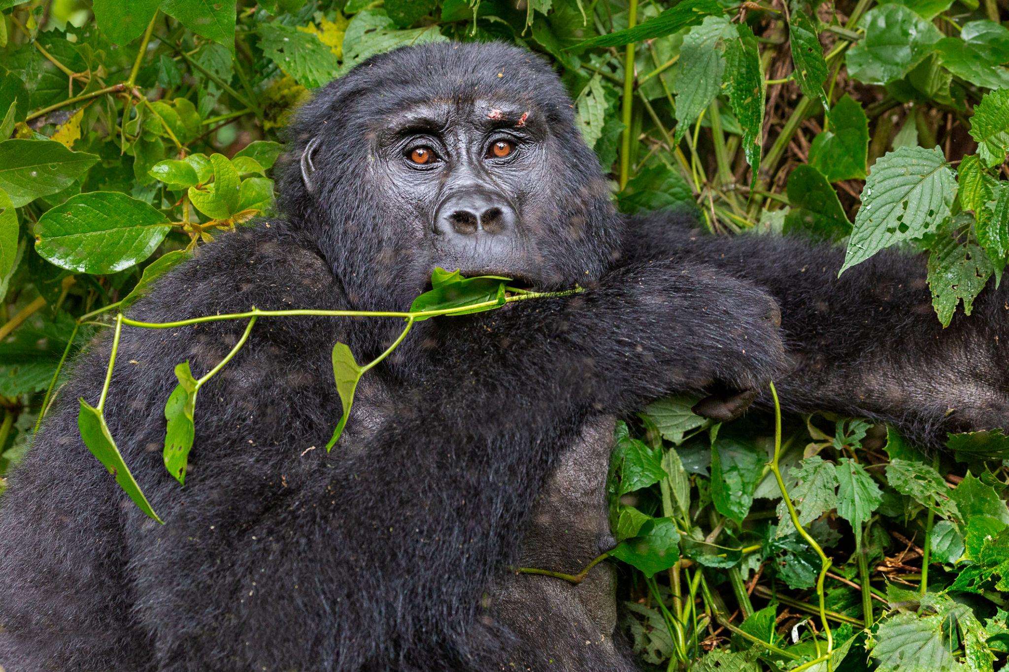 Uganda Gorilla Tour