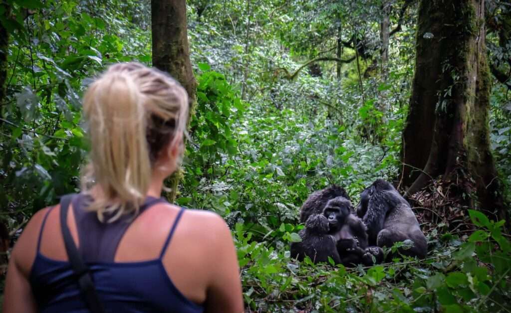 Gorilla Habituation in Uganda