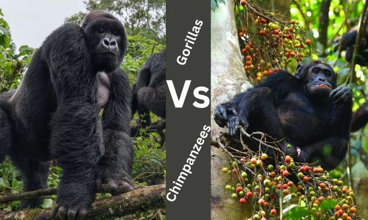 Gorilla or Chimp Trekking in Uganda: Which Is Best?