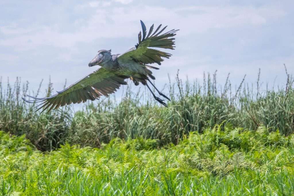 shoebill at Mabamba Swamp