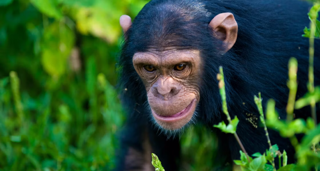 chimpazee