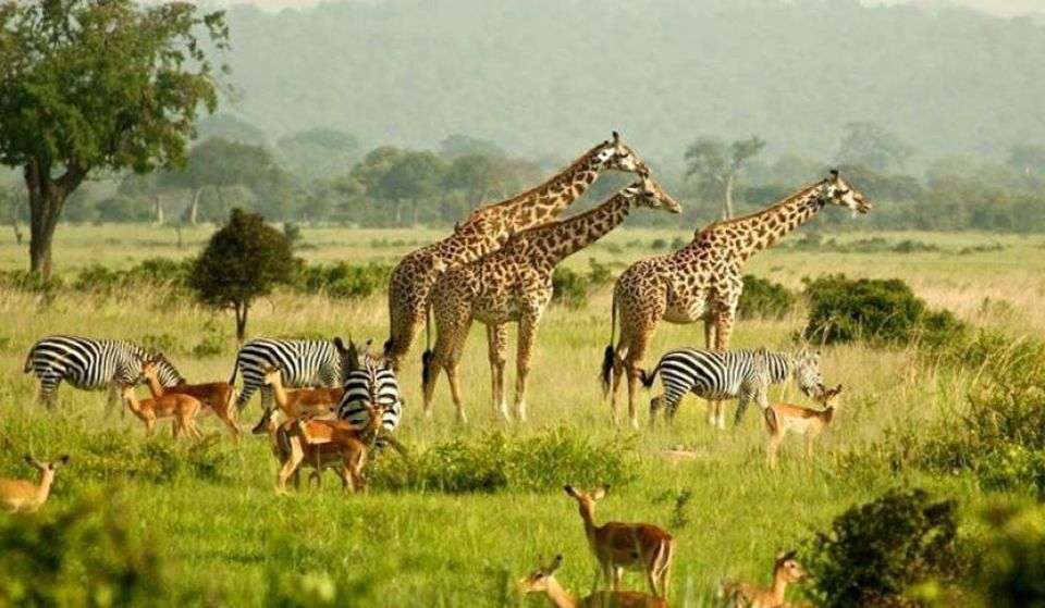 Murchison Falls National Park: The Complete Visitor’s Guide