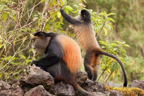 Epic Uganda Tours: Gorilla Trekking + Safari Guide