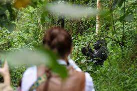 Gorilla Trekking in Uganda 2026: The Ultimate Guide to Permits, Costs, and Best Times