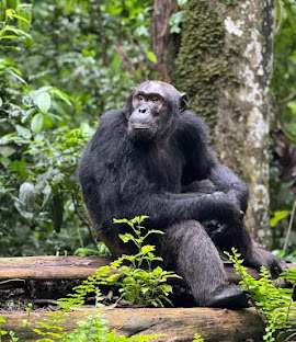 kibale chimps