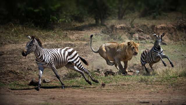 lion hunt Kidepo National Park