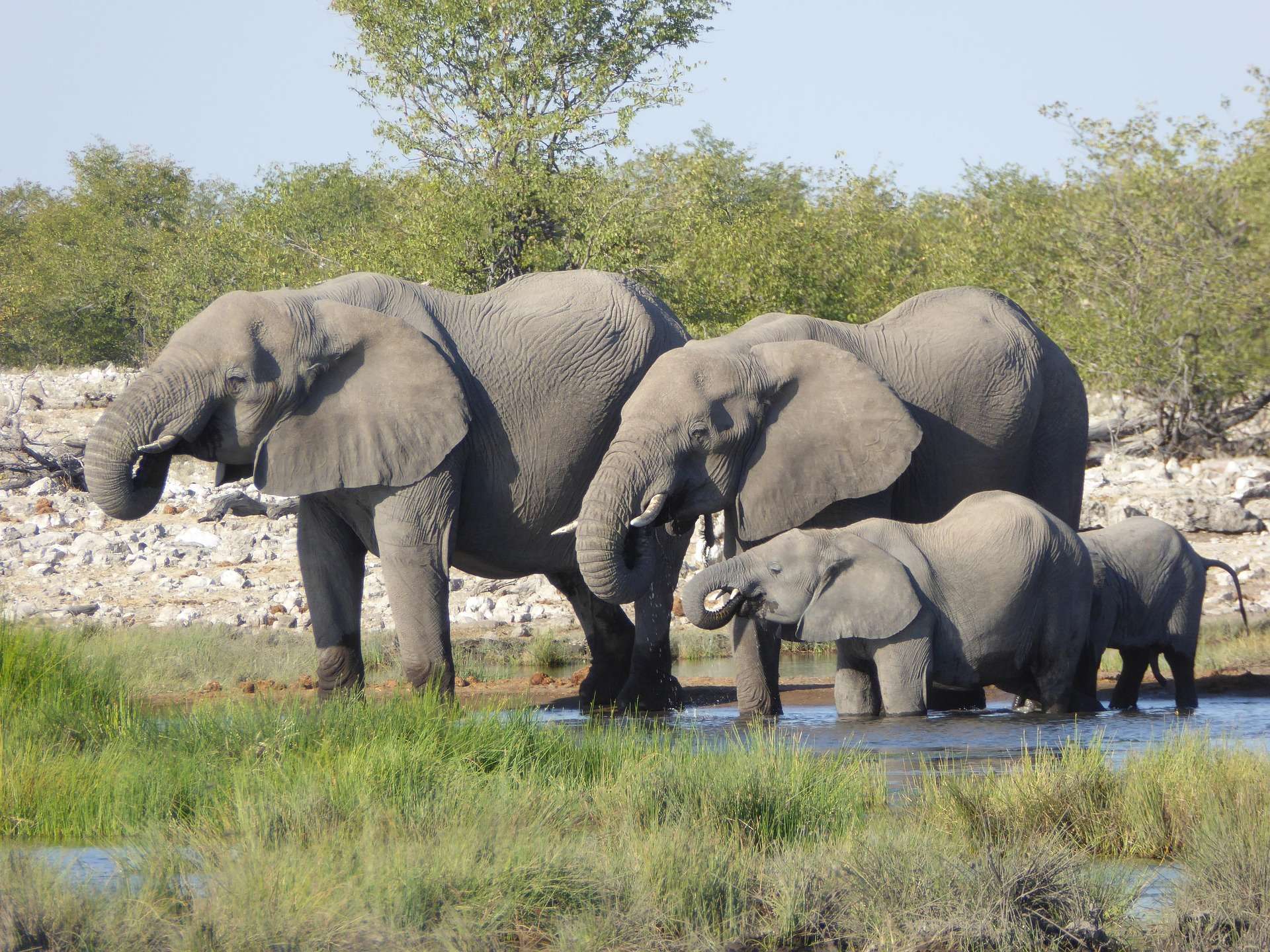 millergruppe-elephant-2668296_1920