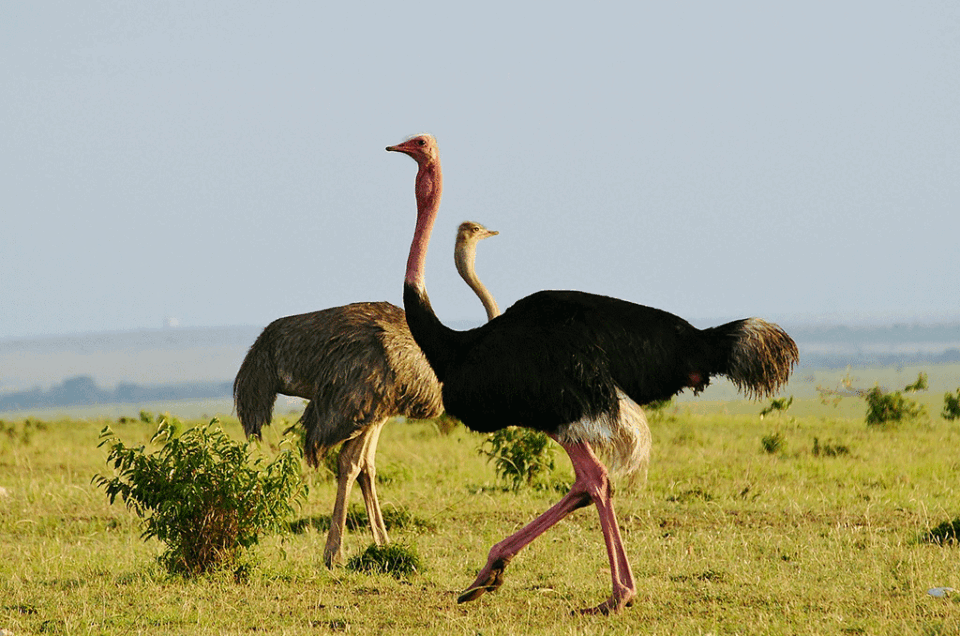 ostriches in Kidepo National Park