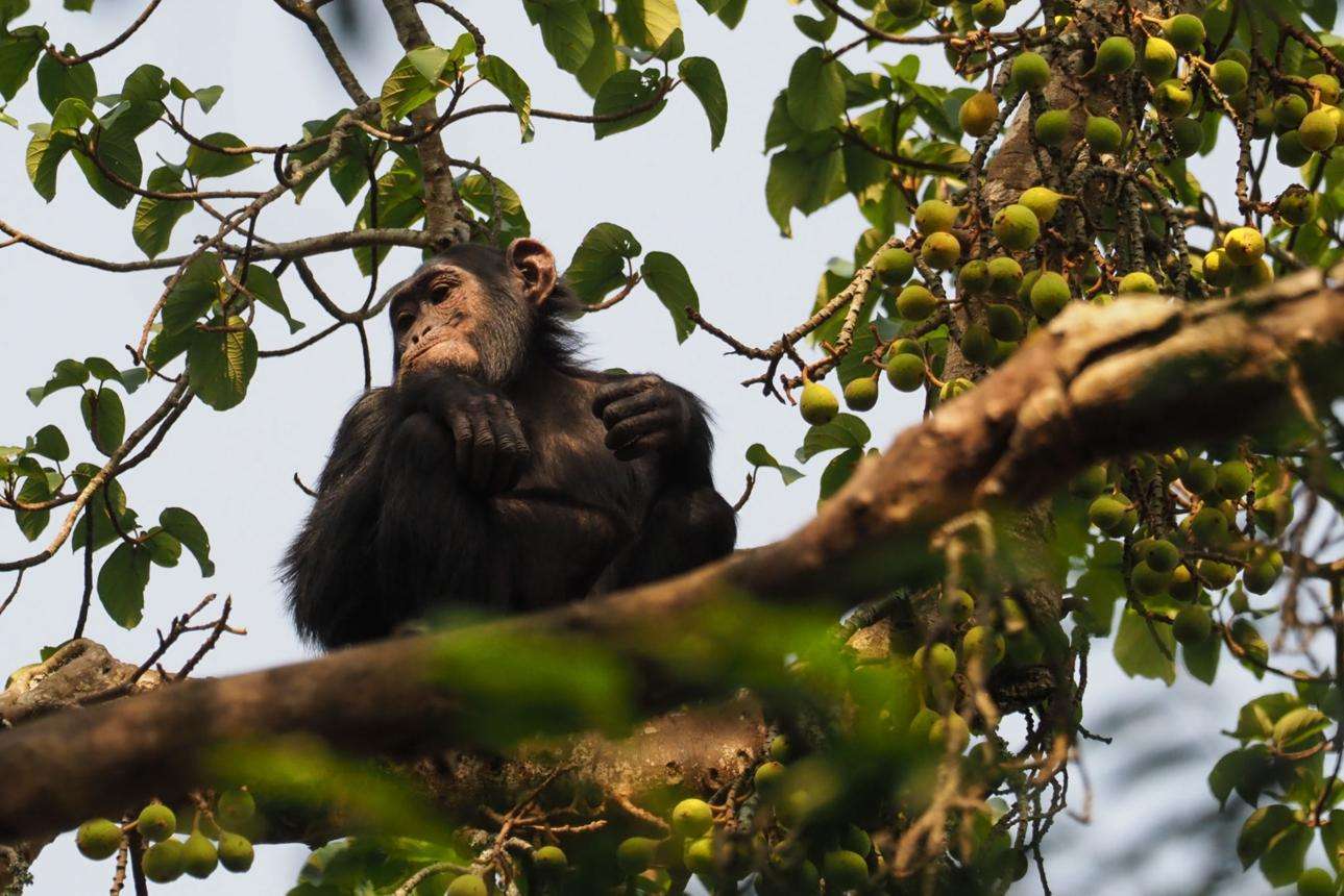 A chimpanzee sits on a tree branch surrounded by green leaves and clusters of small, round fruits, looking off to the left with its arms crossed.