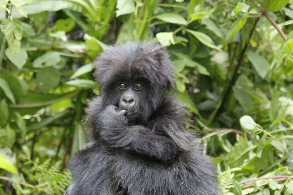 baby gorilla in bwindi
