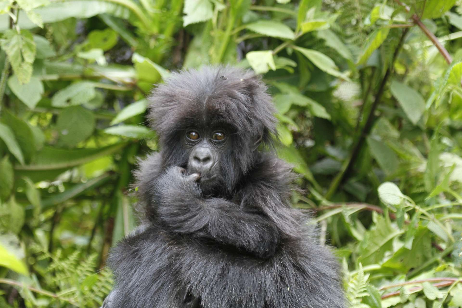 baby gorilla in bwindi