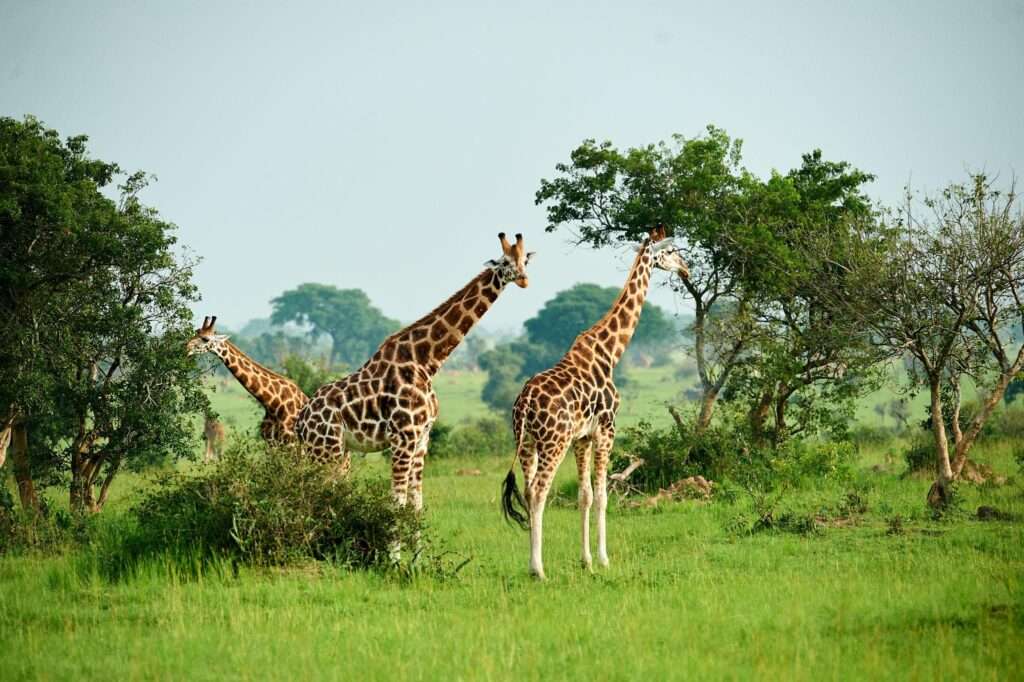 Giraffes in Kidepo
