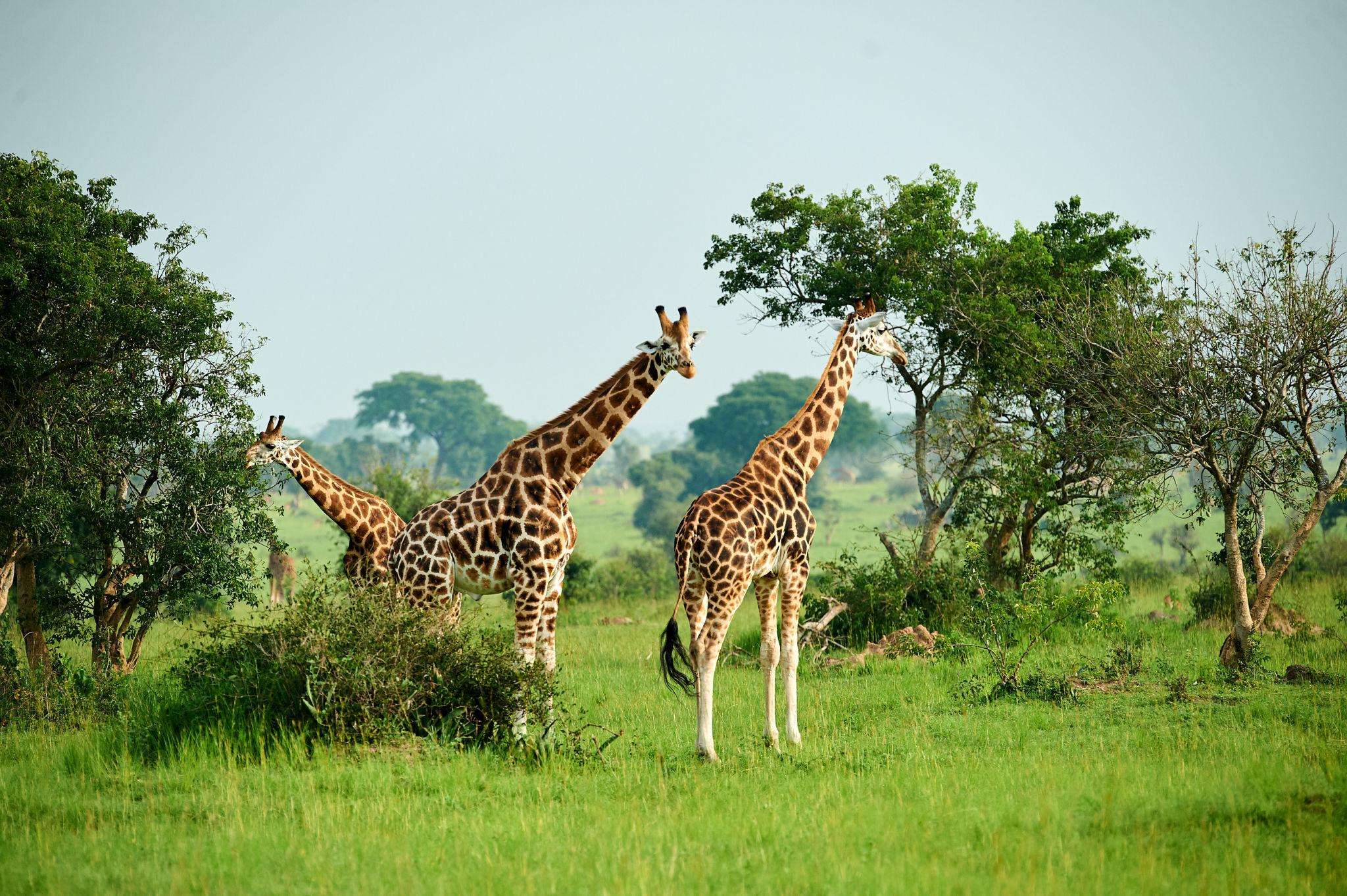 Best Uganda Tour Packages 2026: Pearl of Africa