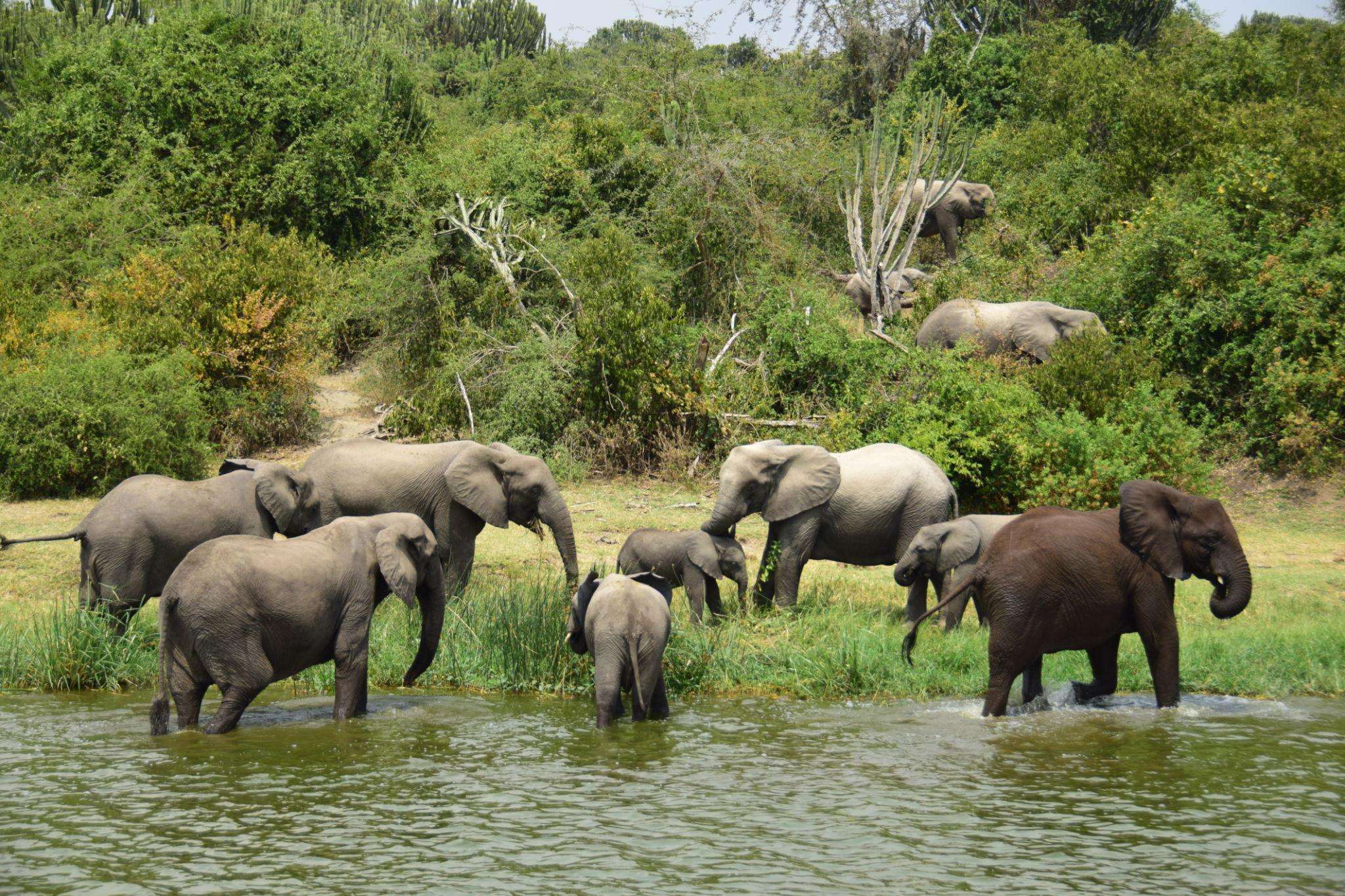 Best Uganda Tours for First-Time Visitors