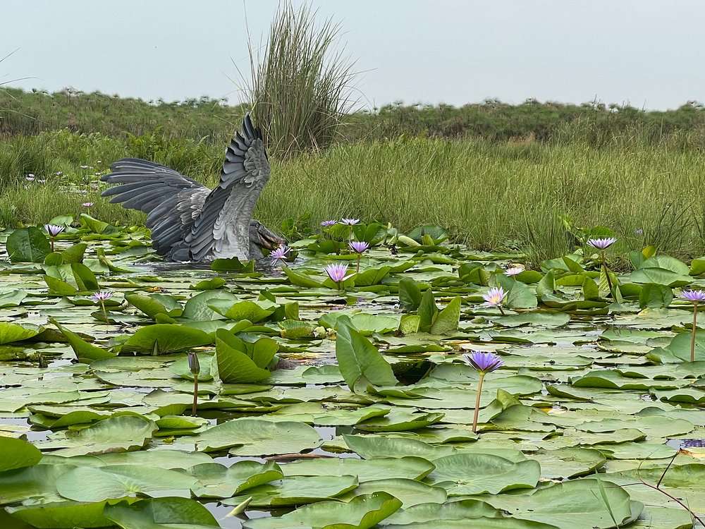 the-shoebill-while-hunting