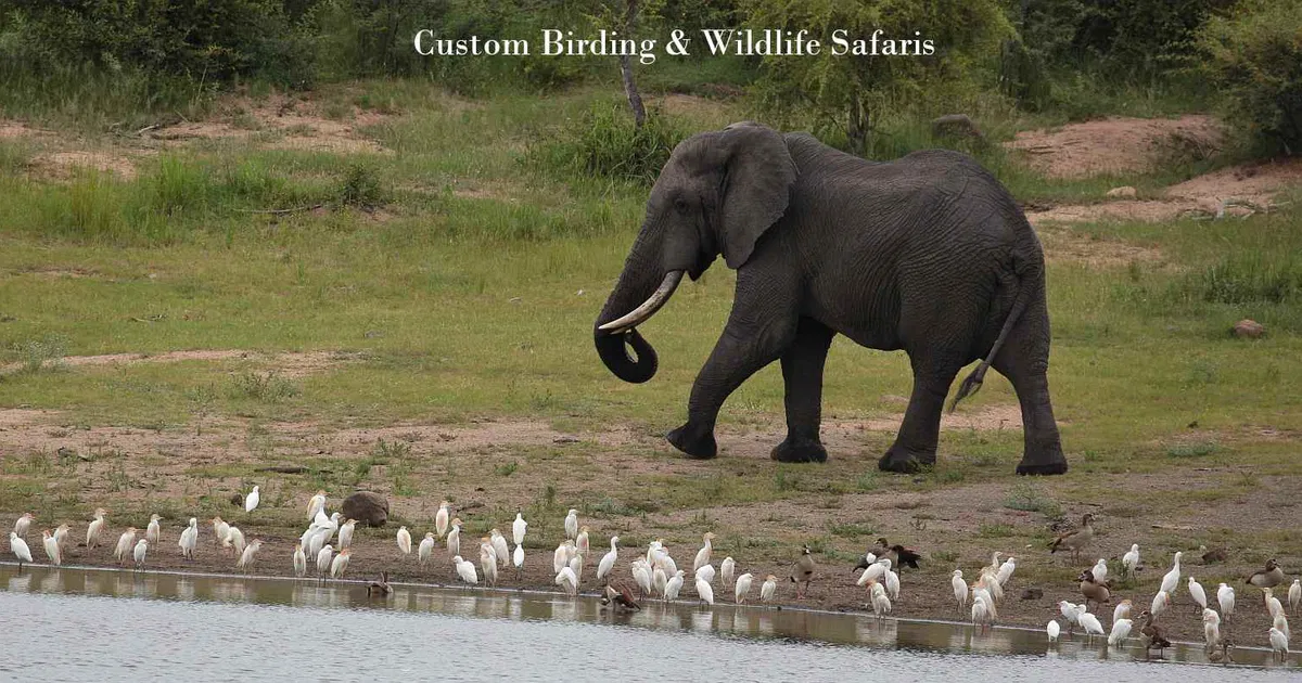 Best Uganda Tours: Wildlife, Photography & Birding