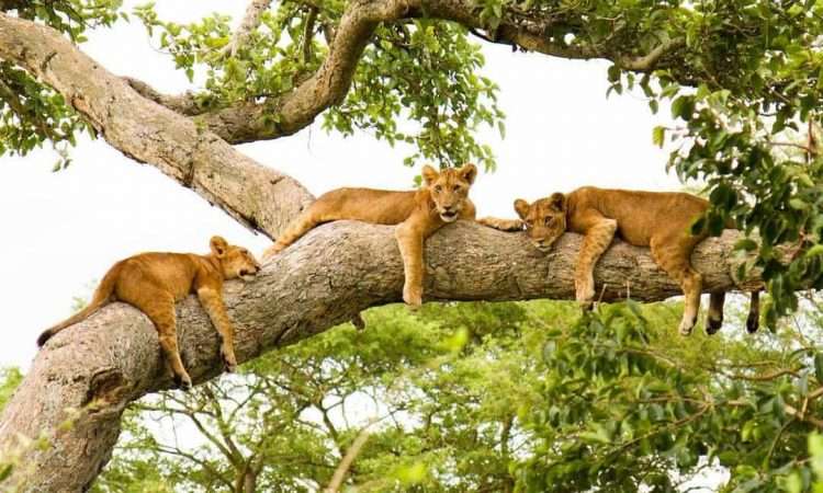 15 Reasons to Choose Uganda for Your Next Safari.