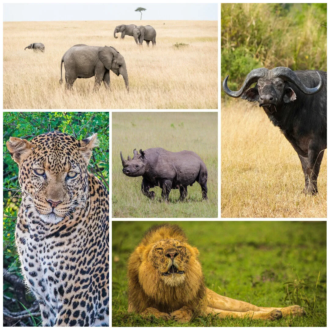 Why Choose Uganda tour package Over Kenya or Tanzania Safari