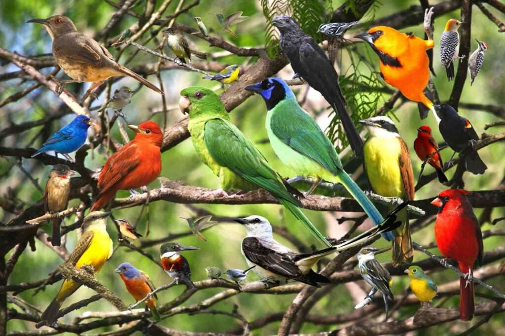 Birding Safari in Uganda: A Guide to Over 1,000 Species
