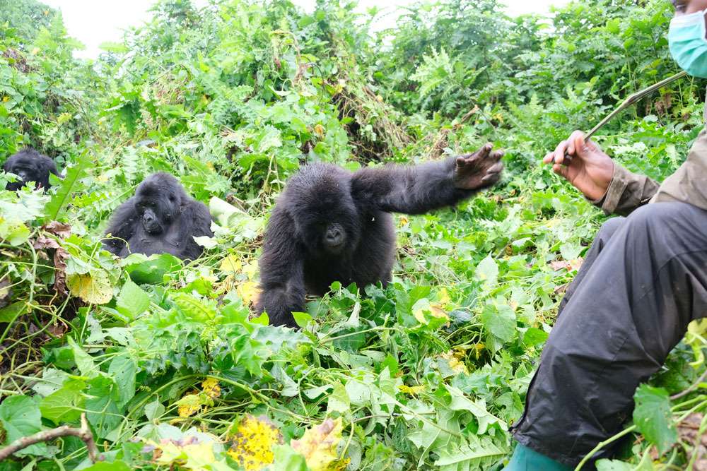 Uganda vs Rwanda Gorilla Trekking: Which Is Better?