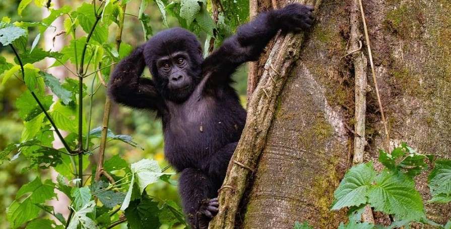 Gorilla Trekking in Bwindi & Mgahinga: Ultimate Uganda Guide