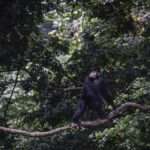 Kibale Forest