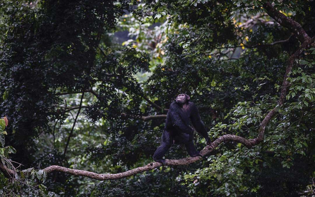 Kibale Forest
