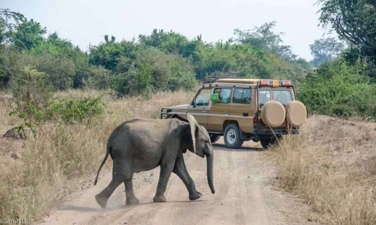 Uganda safari drive