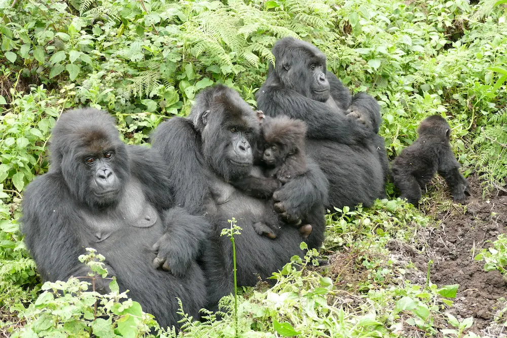 Safari Best- Kept Secrets in Africa Today.