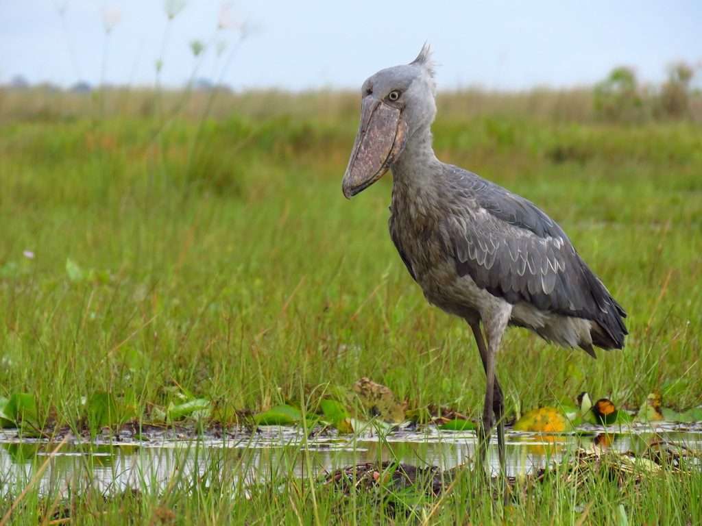 Uganda tour shoebill