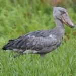 Uganda tour stork