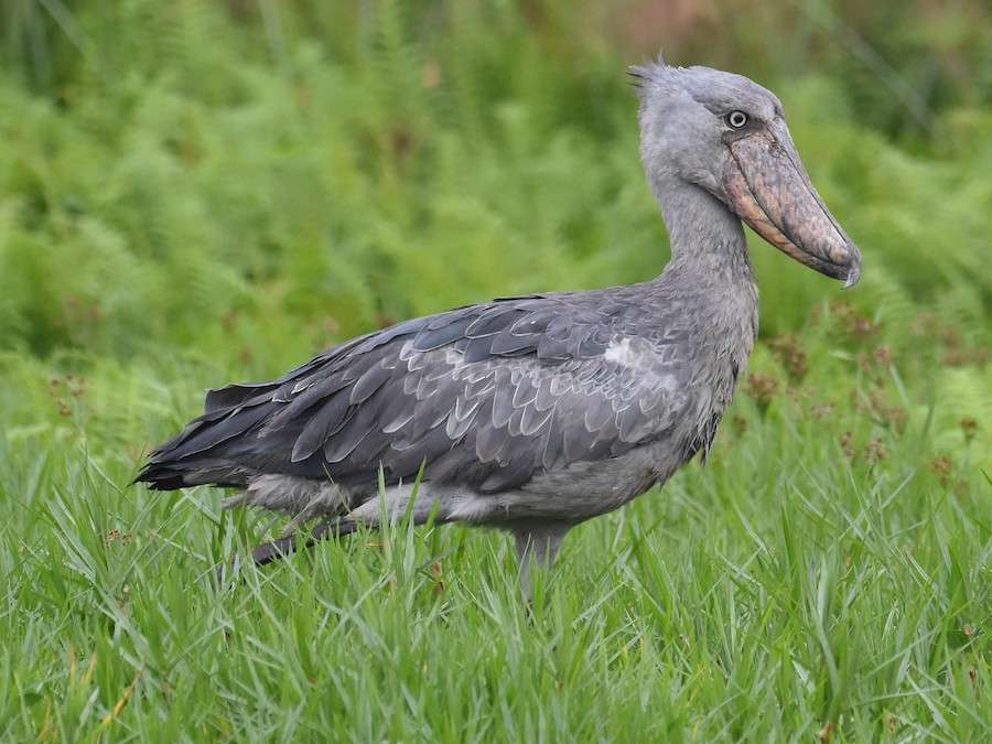 Uganda tour stork