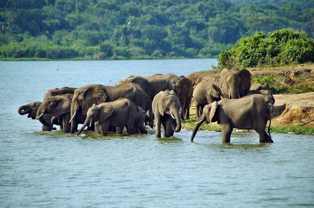 Uganda tours elephants
