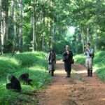 Budongo forest