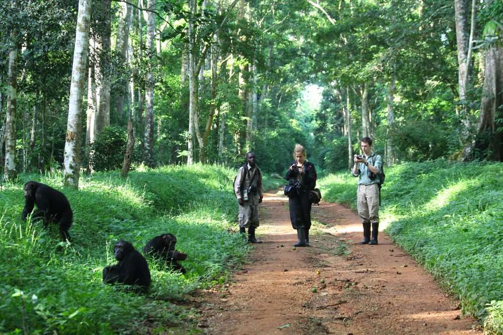 Budongo forest