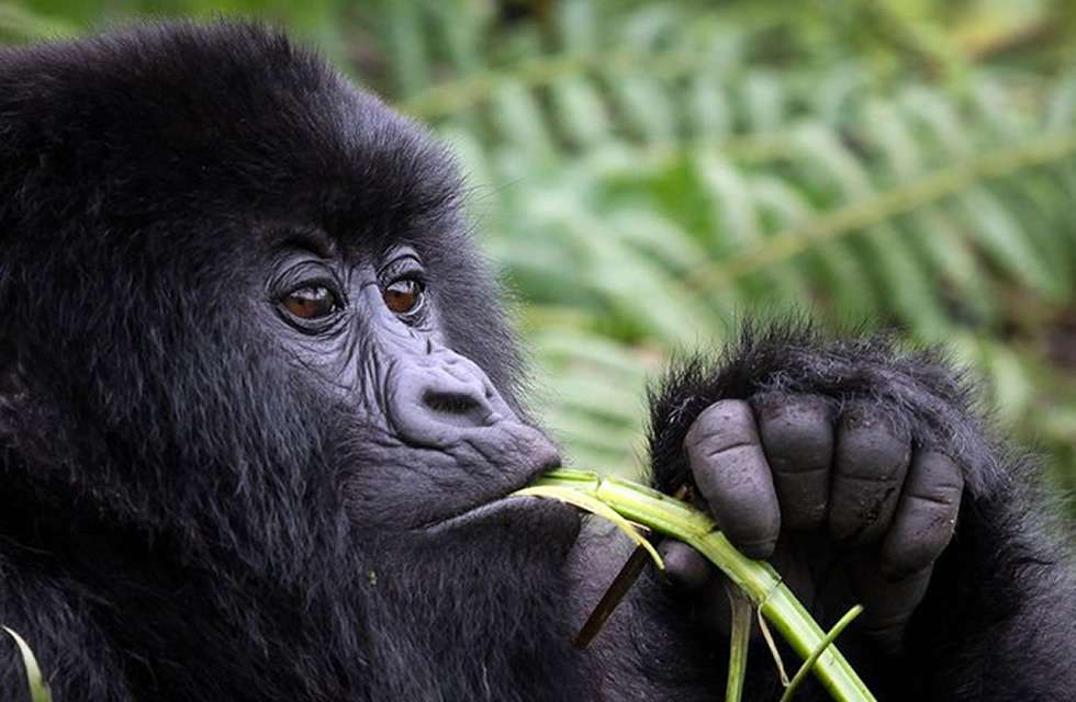 Uganda gorilla
