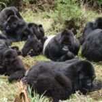 gorilla family