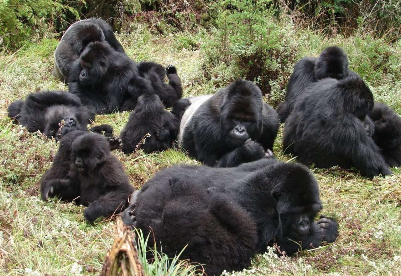 gorilla family