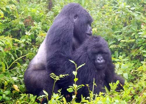 gorilla mate