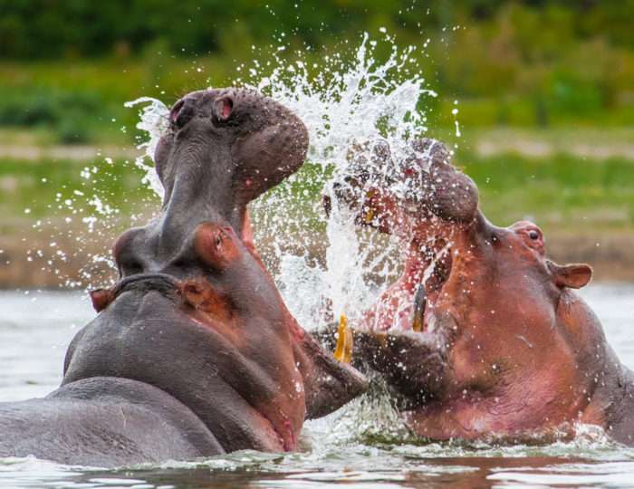 Uganda hippos