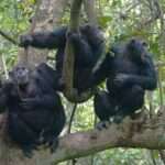 Chimpanzee tracking