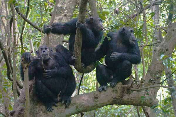 Chimpanzee tracking