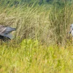 shoebill