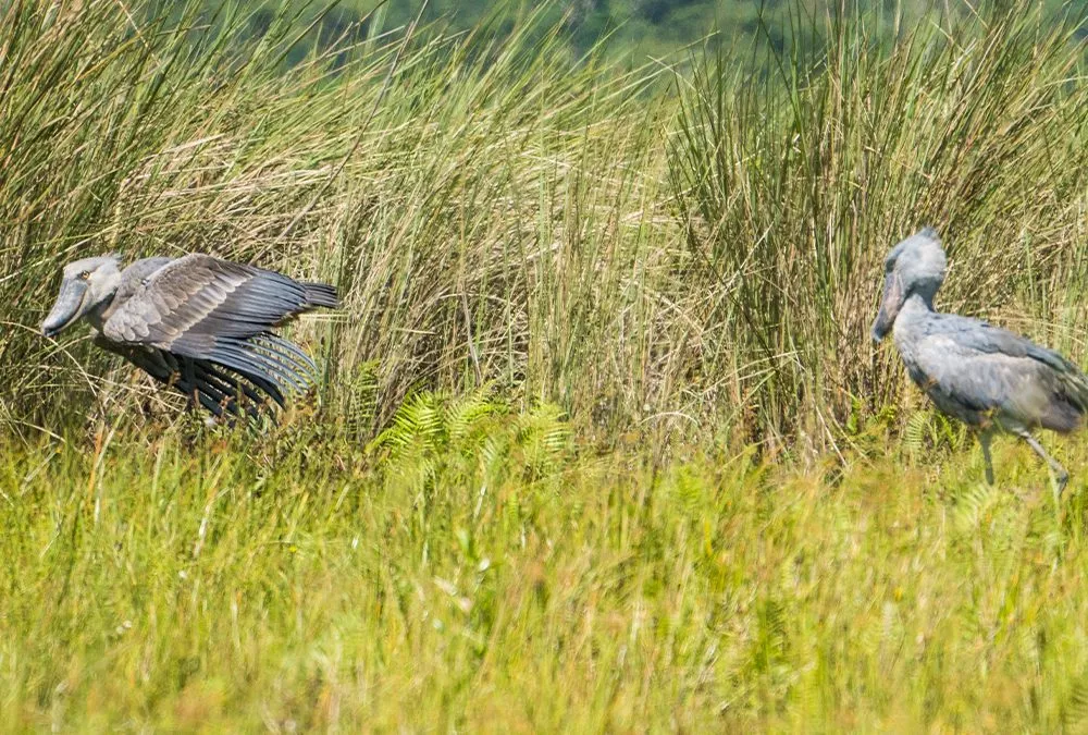 shoebill